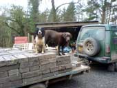Millicent and Tobydog do cob